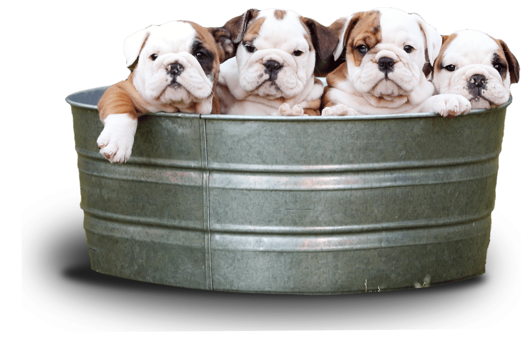 puppies in a barrel