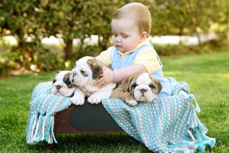 baby with three english bulldog puppies