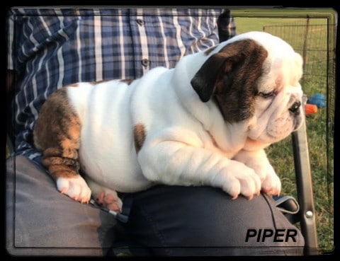Piper in lap