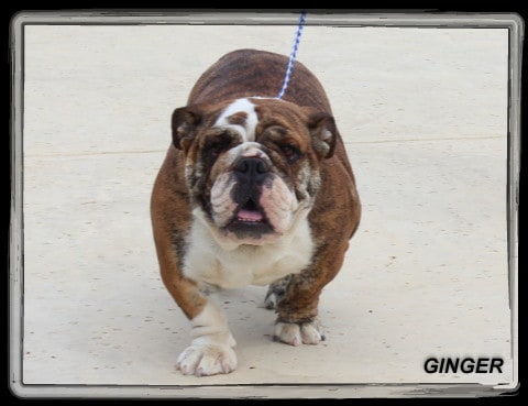 Ginger front walking