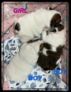 COTTON AND TUFFY'S LITTER