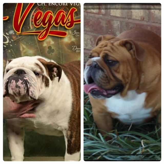 CH VEGAS AND PICKLE SIDE BY SIDE